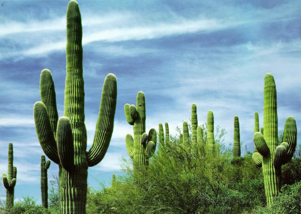 История названия агентства «Cactus»